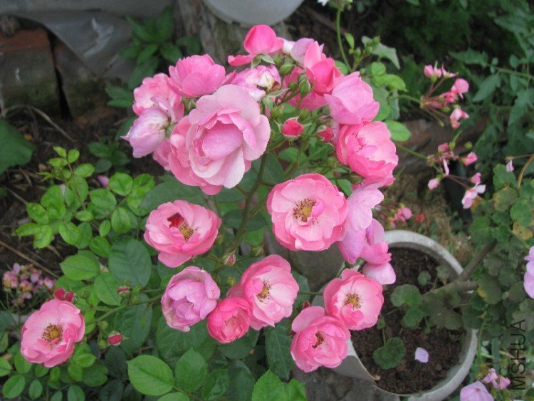 BigBull_��Ƭ 071.jpg