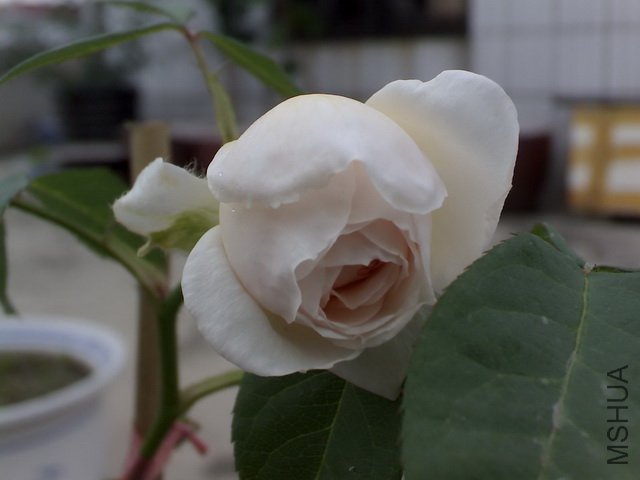 DSC00005.JPG