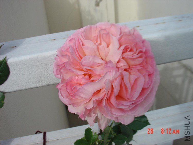 DSC03954.JPG