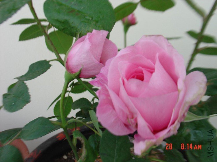 DSC03964.JPG