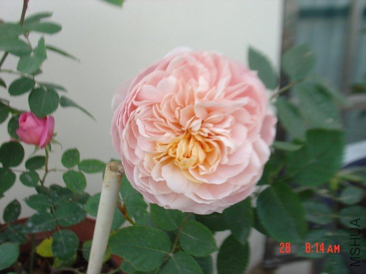 DSC03966.JPG