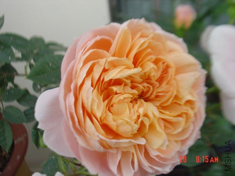DSC03968.JPG