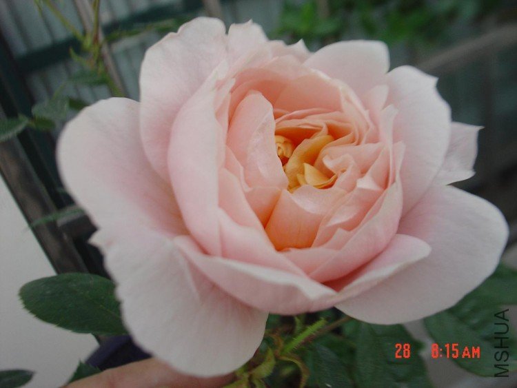DSC03970.JPG