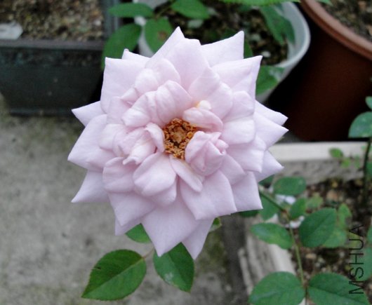 DSC00030.JPG