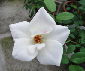 DSC00028.JPG