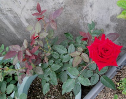 DSC00039.JPG