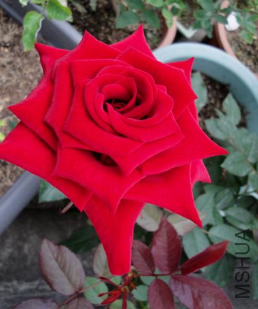 DSC00038.JPG
