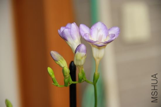 nEO_IMG_20100326 003.jpg