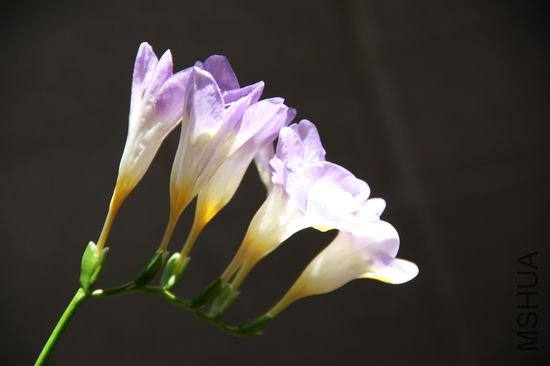 nEO_IMG_20100326 018.jpg