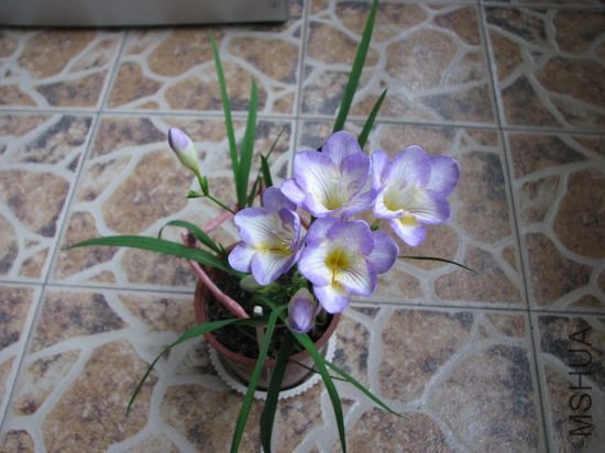 nEO_IMG_20100326z 032.jpg