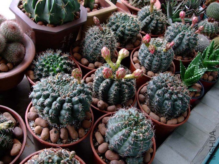 系���10-5-15 (8).jpg