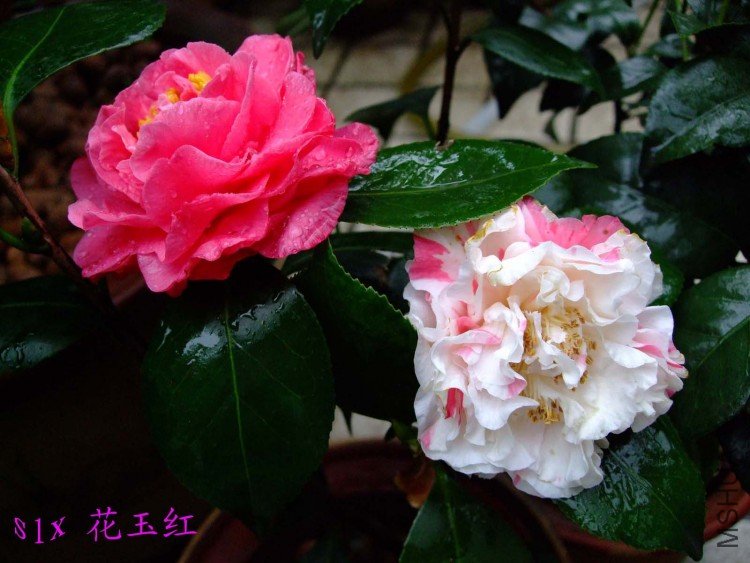 ����� 10-5-15 .jpg