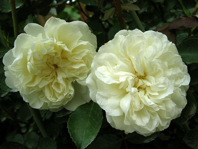 ��÷�� (2).JPG