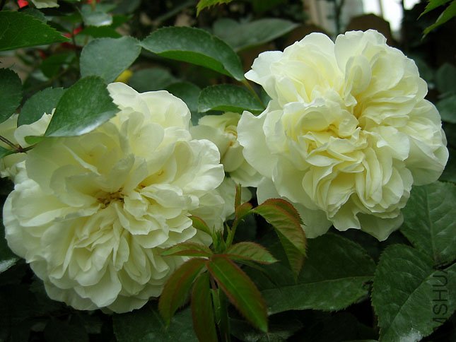 ��÷��  (1).JPG