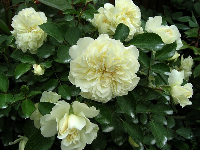 ��÷�� (3).JPG