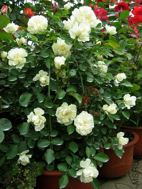 ��÷�� (4).JPG