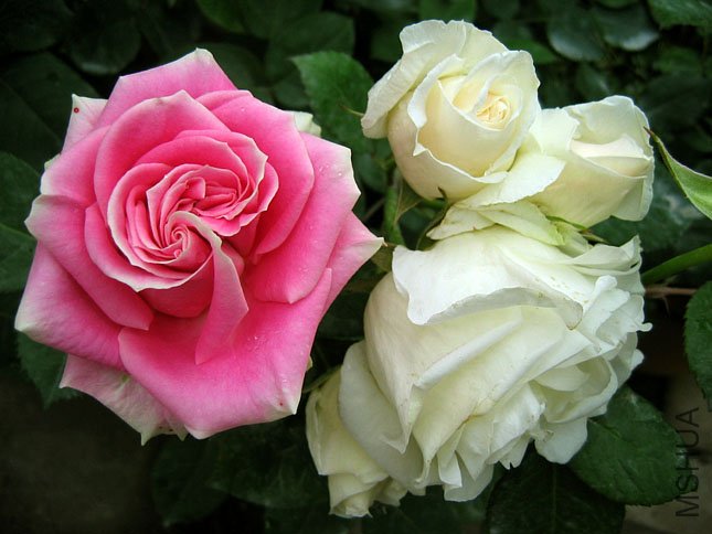 ������ (1).JPG