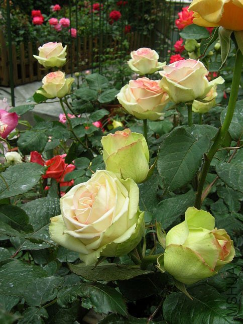 ��һ���� (1).JPG