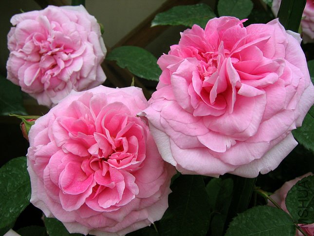 ����³ (1).JPG