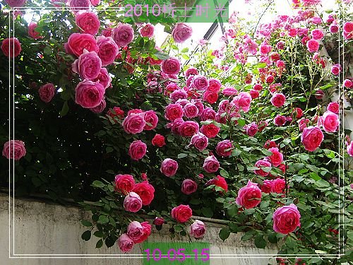 nEO_IMG_��Ƭ 192.jpg