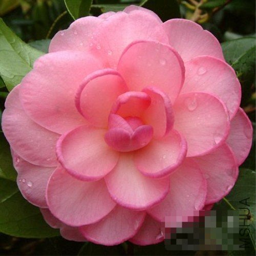 �δ���Dream Boat��_����.jpg