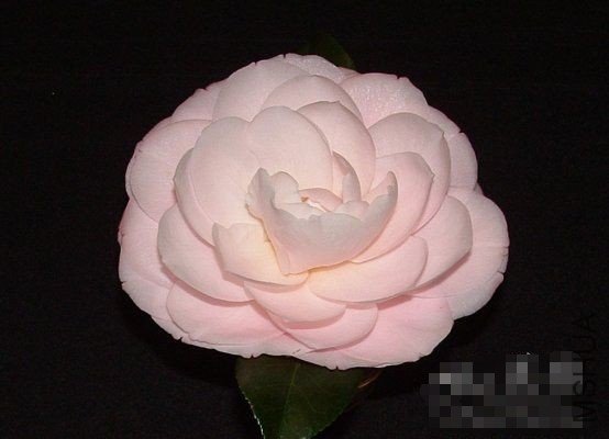 �����ң�Jane Griffin��_����.jpg