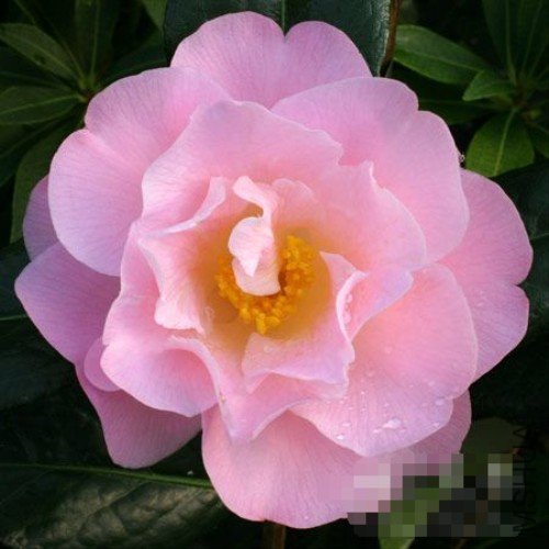 ����˹����Nicky Crisp_����.jpg