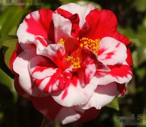 ����������ʿ��Dixie Knight Supreme��_����.jpg