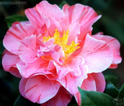 �������ˣ�Lady Laura��_����.jpg