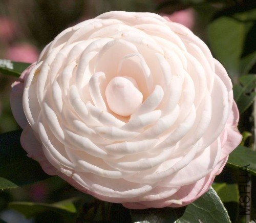 ���ȣ�Amazing Graces��_����.jpg