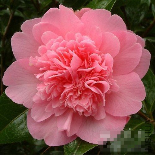 ��������Ballet Queen��_����.jpg