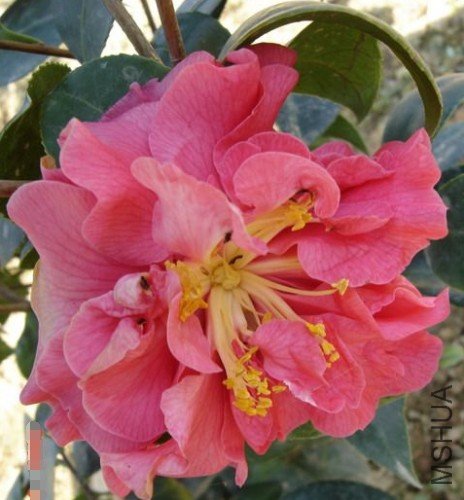 ��������Clara Pieter�����ɫ_����.jpg