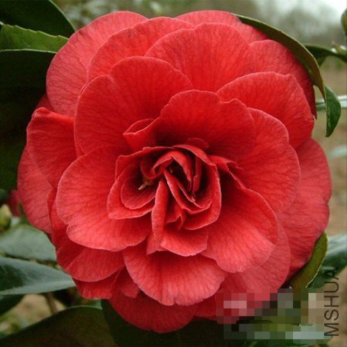 ������ʿ��Dixie Knight��_����.jpg