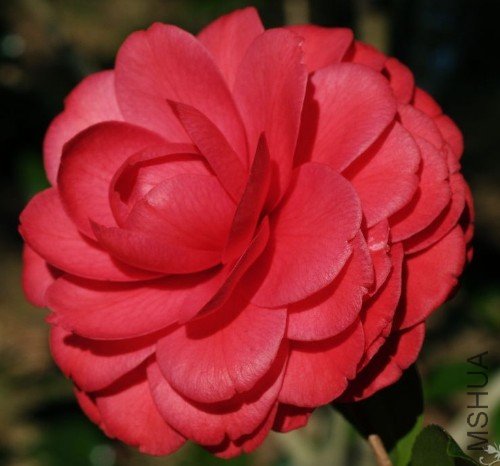 ���޴���Black Lace��_����.jpg