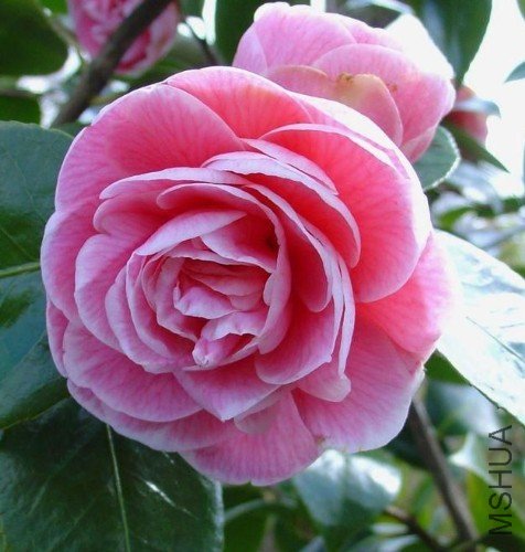 ���Ůʿ��Lady Loch��_����.jpg