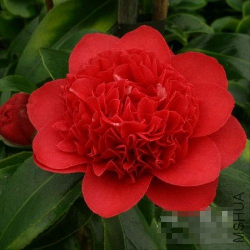 ����������Dolly Dyer��_����.jpg