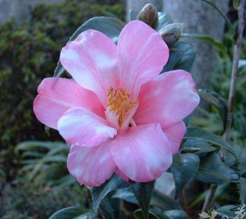 ��ɫ�󱴵٣�Our Betty Variegated��_����.jpg