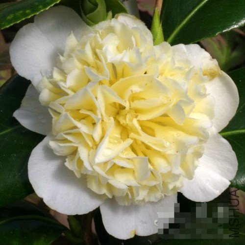 ���޻ƣ�Gwenneth Morey_����.jpg