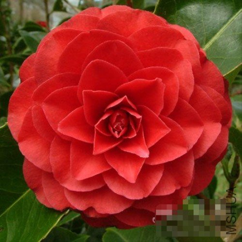 �ɶ���Roger Hall��_����.jpg