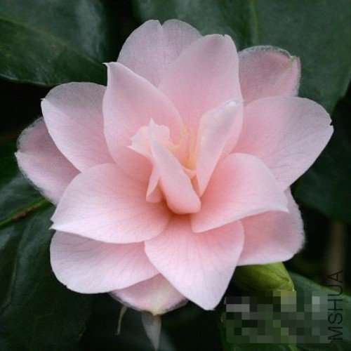 �һ���Peach Blossom��_����.jpg