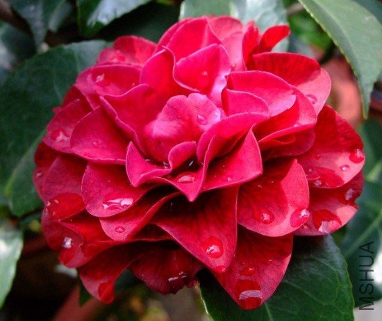 ����õ��09-4-13 (2)_����.jpg