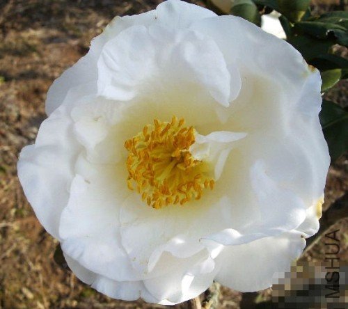 �����£�Onetia Holland_����.jpg