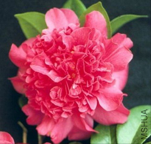 s Chance)_����.jpg