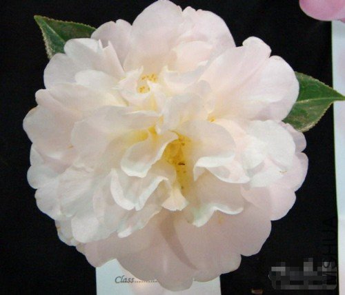 ����(Grace Caple)_����.jpg