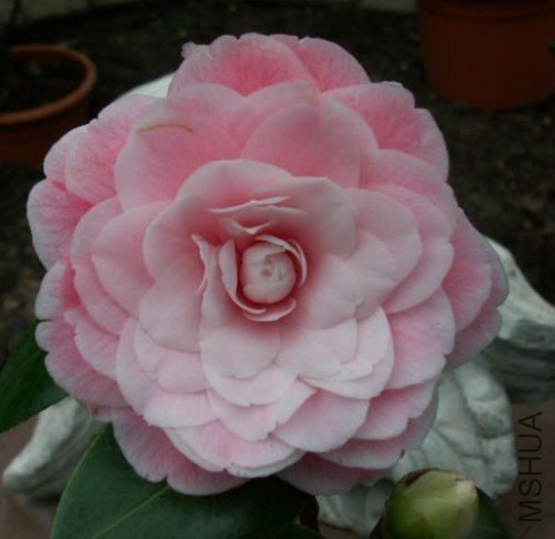 ������õ��(Virginia Franco Rosea)_����.jpg