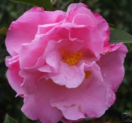 ����(Nonie Haydon)_����.jpg