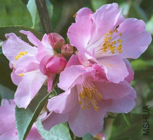 ����(Alpen Glo)_����.jpg