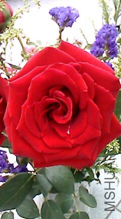 IMG0074A.jpg
