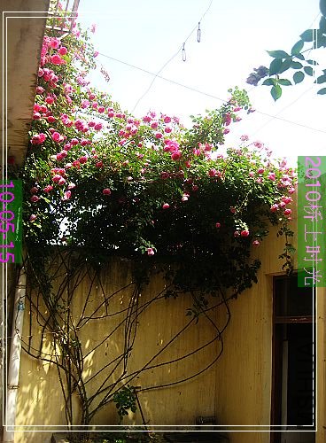 nEO_IMG_��Ƭ 149.jpg