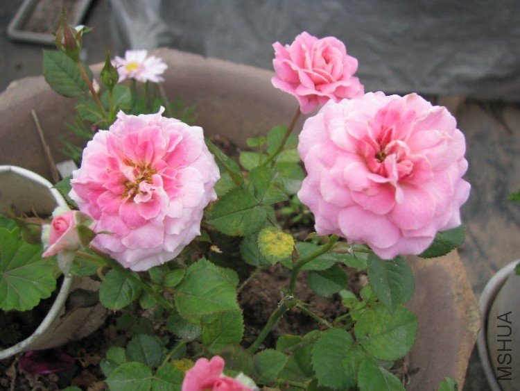 BigBull_��Ƭ 266.jpg